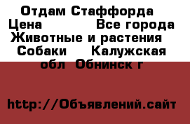 Отдам Стаффорда › Цена ­ 2 000 - Все города Животные и растения » Собаки   . Калужская обл.,Обнинск г.